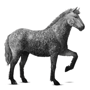 reitpferd knabstrupper schabrackenrappe