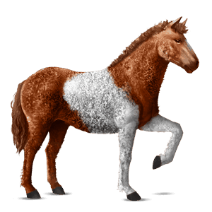 reitpferd curly horse fuchs mit tobiano-scheckung