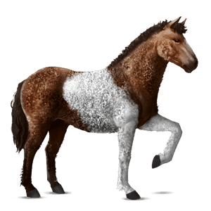 reitpferd curly horse brauner mit tobiano-scheckung