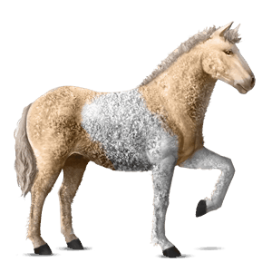 reitpferd curly horse palomino mit tobiano-scheckung