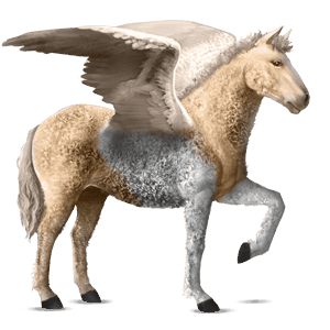pegasus-reitpferd curly horse palomino mit tobiano-scheckung