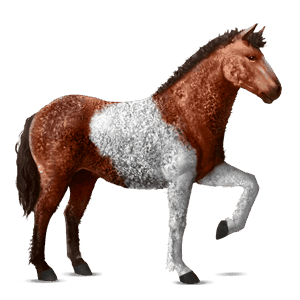 reitpferd niederländisches warmblut brauner