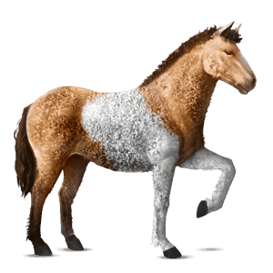 reitpferd curly horse rotbrauner