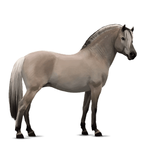 pony norweger braunfalben