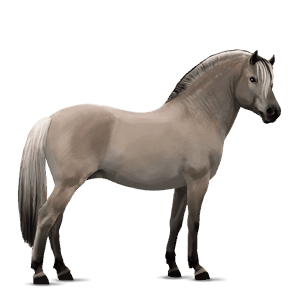 pony belgisches reitpony mausgrau