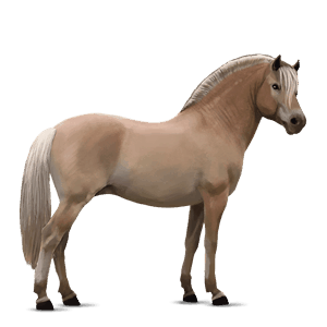 reitpferd lusitano brauner