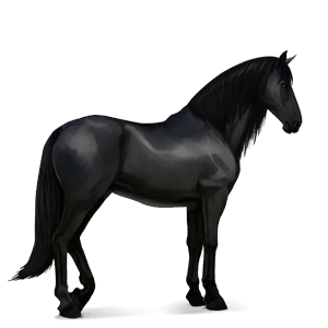 reitpferd rappe