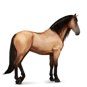 reitpferd lusitano apfelschimmel