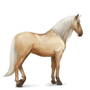 reitpferd argentinischer criollo cremello