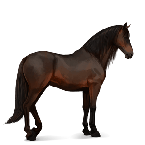 reitpferd apfelschimmel