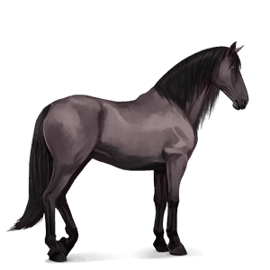 reitpferd andalusier mausgrau