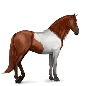 reitpferd brauner mit tovero-scheckung 