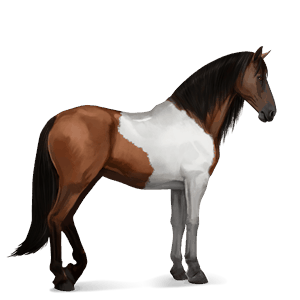 reitpferd argentinischer criollo brauner mit tovero-scheckung 