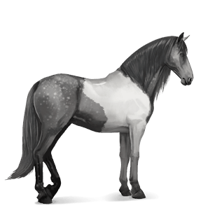 reitpferd lusitano apfelschimmel