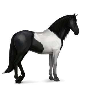 reitpferd argentinischer criollo rappe mit tobiano-scheckung