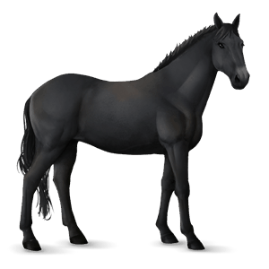 reitpferd berber apfelschimmel
