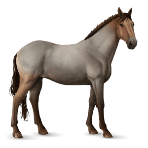 reitpferd andalusier palomino