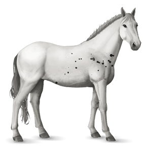 reitpferd fuchs