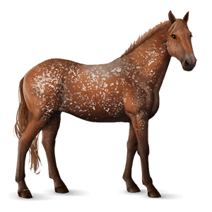 reitpferd araber rappe