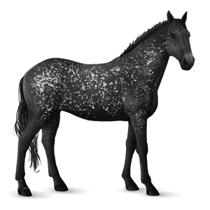 reitpferd argentinischer criollo brauner mit tovero-scheckung 