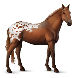 reitpferd knabstrupper fuchsschecke