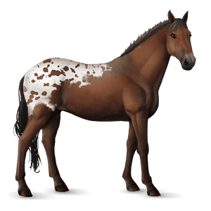reitpferd araber forellenschimmel
