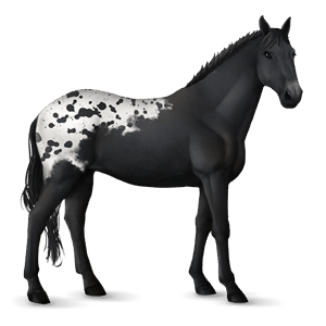 reitpferd isländer palomino