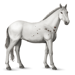 reitpferd paint horse mausgrauer mit tobiano-scheckung