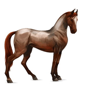 reitpferd argentinischer criollo roan