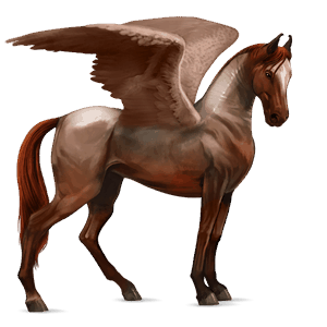 pegasus-reitpferd marwari dunkelbrauner
