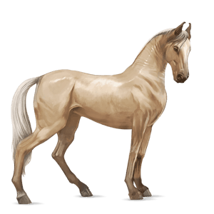 reitpferd marwari apfelschimmel