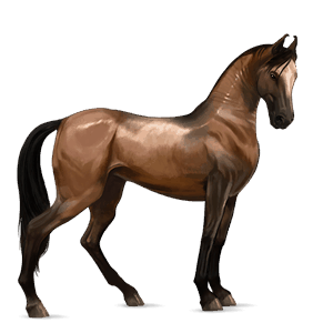 reitpferd araber forellenschimmel