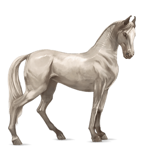 reitpferd marwari cremello