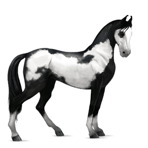 reitpferd paint horse rappe mit tobiano-scheckung