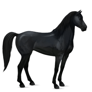 reitpferd mustang rappe