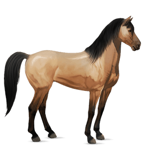 reitpferd mustang hellgrau