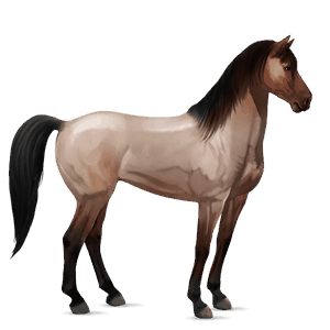 reitpferd mustang roan