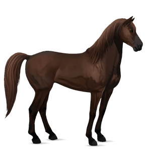 reitpferd mustang dunkelfuchs