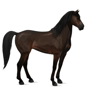 reitpferd argentinischer criollo mausgrau