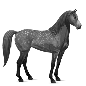 reitpferd mustang apfelschimmel