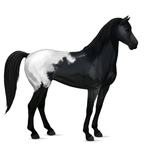 reitpferd mustang schabrackenrappe