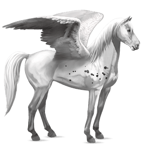 pegasus-reitpferd argentinischer criollo rappschecke