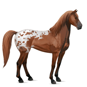 reitpferd mustang rotschecke