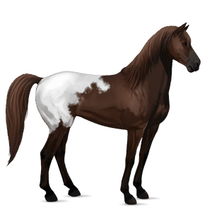 reitpferd knabstrupper schabrackenbrauner
