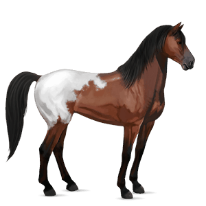 reitpferd schabrackendunkelfuchs