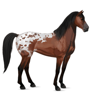 reitpferd mustang schabrackenrotbrauner