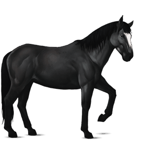 reitpferd argentinischer criollo rappe