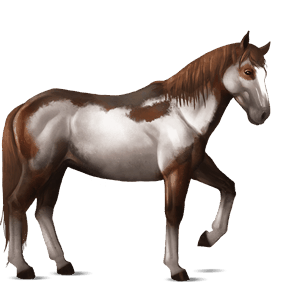 reitpferd niederländisches warmblut cremello