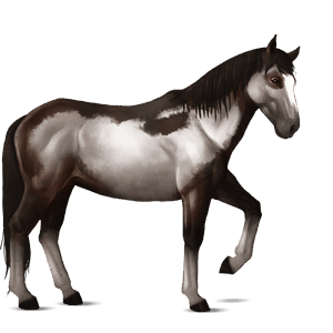reitpferd nokota dunkelbrauner