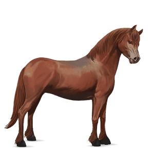 pony brauner